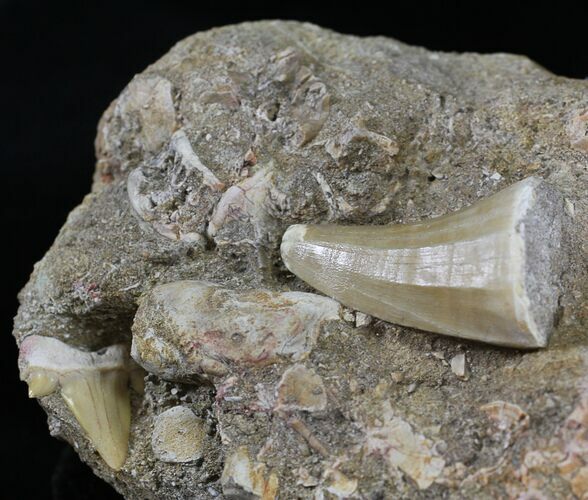 Mosasaurs Tooth With Cretolamna Shark Tooth #24514